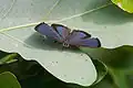 Male