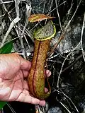 Upper pitcher