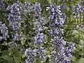Nepeta grandiflora