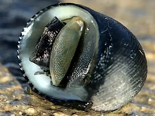 ventral view