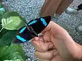 A captive specimen