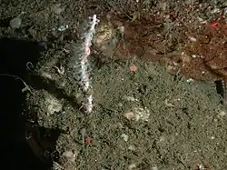 New Leptogorgia species