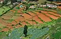 Vegetable plantation