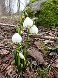 Spring snowflake, Planois.