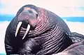 Odobenus rosmarus