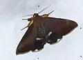 Achaea serva