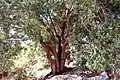 Oak - Quercus calliprinos