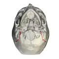 Base of skull. Inferior surface.