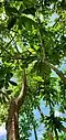 Canopy. Dededo, Guam