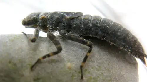 Nymph