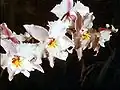 Pacho typus flowers