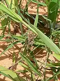 Brown fifth instar