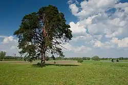 Ojasoo pine