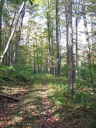 The Old Loggers Path