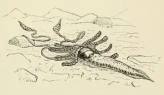 #33 (2/11/1874), Simplified illustration from George Tryon's Manual of Conchology (Tryon, 1879b:pl. 82 fig. 378), highlighting the strange morphology, on which Tryon opined: "The truncated arms and the gradually attenuating body, with very narrow fins extending along each side for half its length, are noticeable peculiarities, as is also the web connecting the arms; it is questionable, however, how much the engraving may be relied upon".