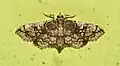 Omphisa anastomosalis