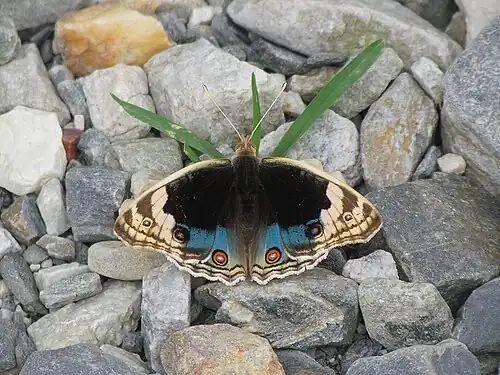 Dorsal view