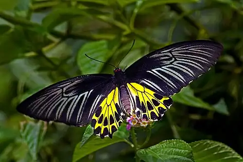 Dorsal view