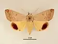 Male, dorsal view