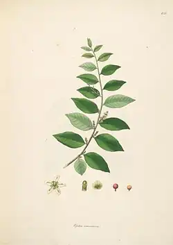 botanical illustration