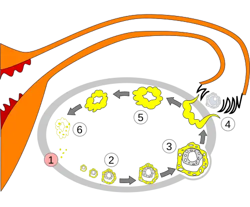 Order of changes in ovary