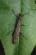 Female of a species, called Orestes sp. 'Tay Yen Tu'