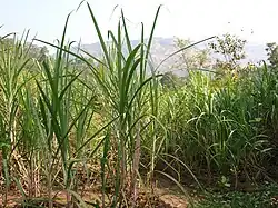 refer caption
