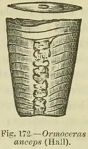 Ormoceras anceps