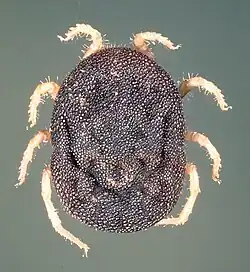 Dorsal view of adult female