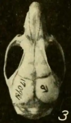 Skull