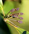 fruits