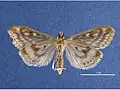 Female, ventral view