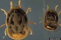 "Otobius megnini"