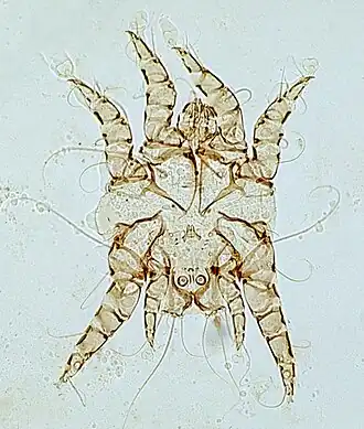 Otodectes surface-feeding mite causing ear canker