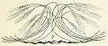 Design by Otto Eckmann based upon stems of wheat (1895)