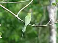 Blue tailed bee-eater