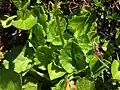 Rosette leaves