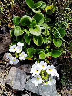 Flowering plants