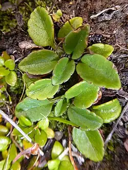 Leaves