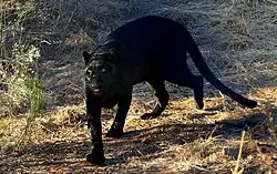 Black panther