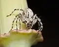 Oxyopes scalaris, Western Lynx Spider