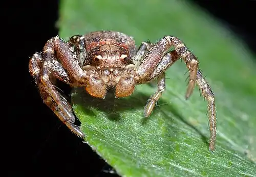 Image 4 Ozyptila praticola Photo credit: André Karwath The Ozyptila praticola species of crab spider is found throughout Europe and the Middle East. They do not build webs to trap prey, but are active hunters. Crab spiders are so named because of their first two pairs of legs, which are held out to the side giving them a crab-like appearance. Also, like crabs, these spiders move sideways and backwards more easily than forwards. More selected pictures