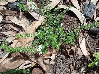 Plant