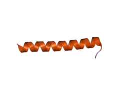 2ovc: Crystal structure of a coiled-coil tetramerization domain from Kv7.4 channels