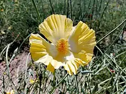 Glaucium vitellinum