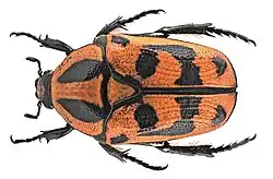 Pachnoda interrupta