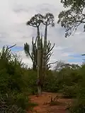Pachypodium lamerei wild specimen of maximum height (approx 6 m (20 ft)) attained by species