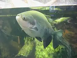 Specimen at the Shedd Aquarium