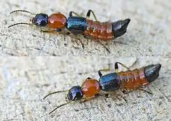 Paederus littoralis also known as Charlie ants