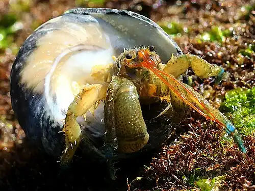 In a shell of Tegula gallina